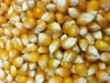 Monster Mushroom Popcorn Kernels