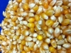 Raw Yellow Popcorn Kernels